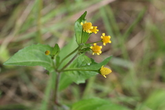 Spilanthes paniculata